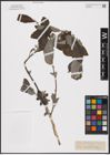 Foto von Salix aurita L.